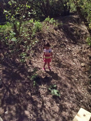 0594 Great Granddaughter Sage supervising