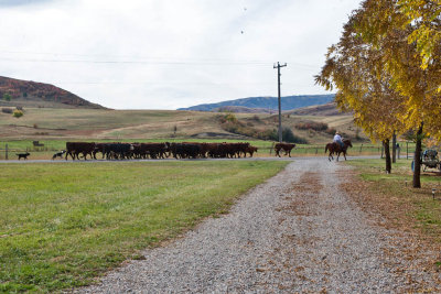 8454 Cattle drive