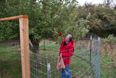 8410 8410 Picking apples (MacIntosh, the best)