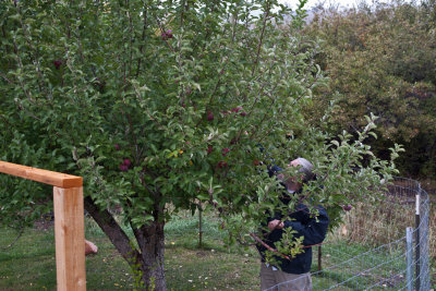 8413 Picking apples.jpg