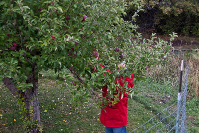 8414 8410 Picking apples.jpg