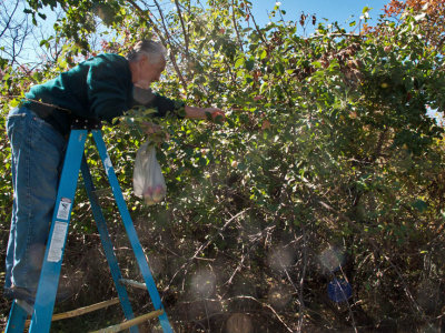 0865 Dave picking apples.jpg
