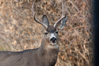 8621 Deer