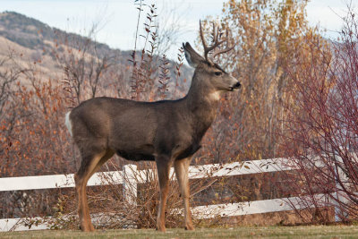8629 Deer