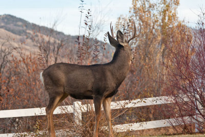 8630 Deer