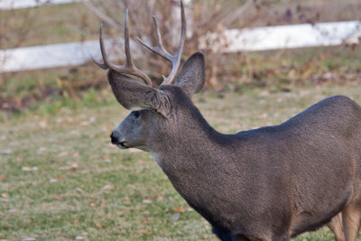 8632 Deer