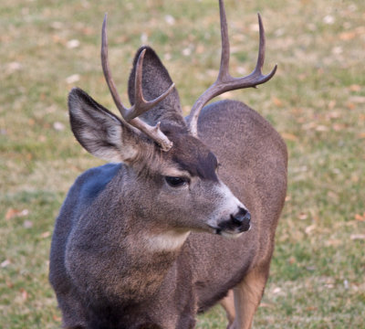 8635 Deer