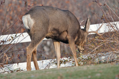 8636 Deer