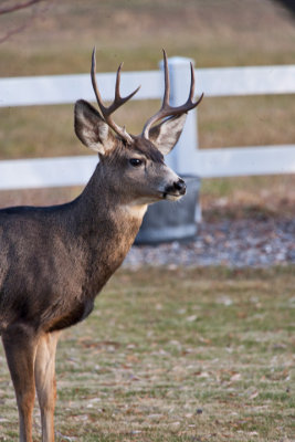 8639 Deer
