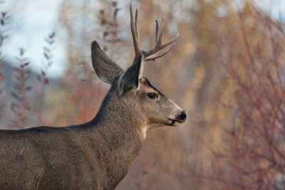 8631 Deer