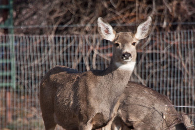 8652 Deer.jpg