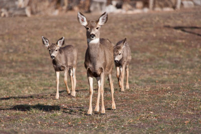 8656 Deer.jpg