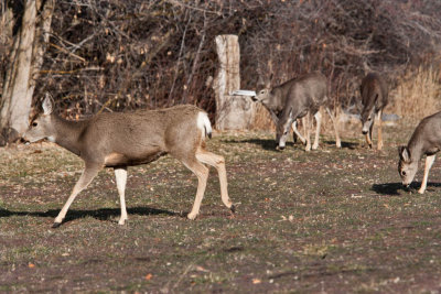 8658 Deer.jpg
