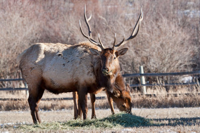 8702 Elk.jpg