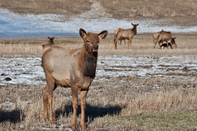 8704 Elk.jpg