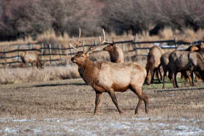 8707 Elk.jpg