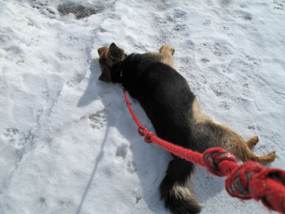 1037 Scruffy the snow dog.jpg