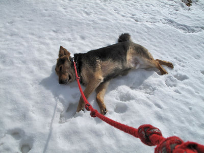 1038 Scruffy the snow dog.jpg