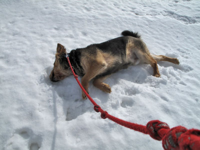 1039 Scruffy the snow dog.jpg