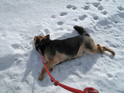 1040 Scruffy the snow dog.jpg