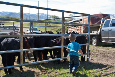 9000  Calf branding.jpg