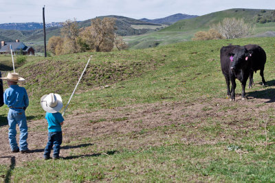 9004  Everyone had a job. These two lads had to keep the momma cows a safe distance from their calves.