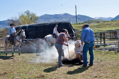 9008 Calf branding.jpg