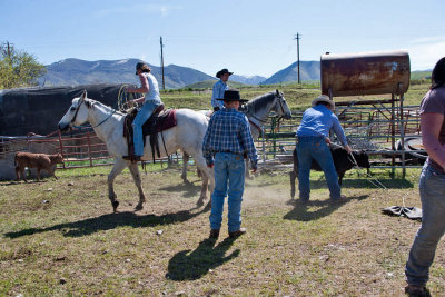 9016  Calf branding.jpg