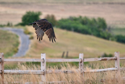 9513 Turkey vulture.jpg