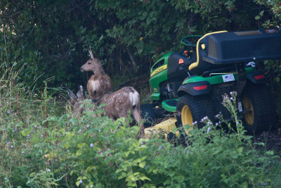 9646 two fawns hanging out with my John Deere
