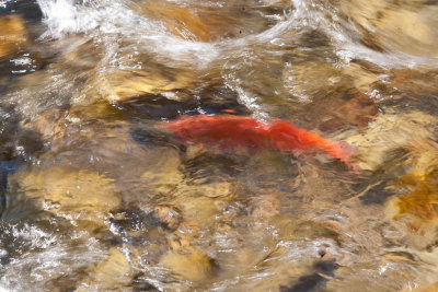 9726 Salmon.jpg