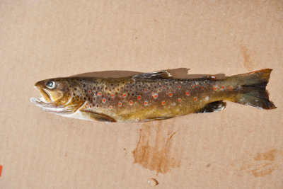 9789 Brown trout