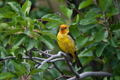 9473 Western Tanager