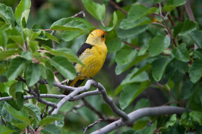 9476 Western Tanager