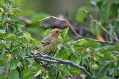 9477 Western Tanager
