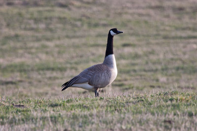 0225 Canada Goose.jpg