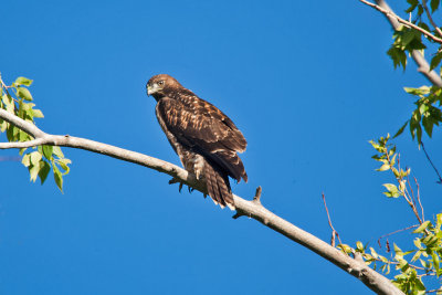 0560 Redtail hawk on branch.jpg