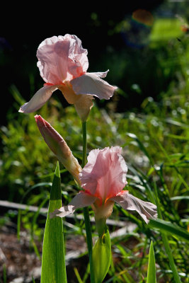 0751 Pink Iris 1.jpg