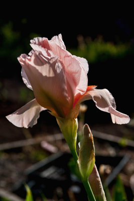 0752 Pink Iris 2.jpg