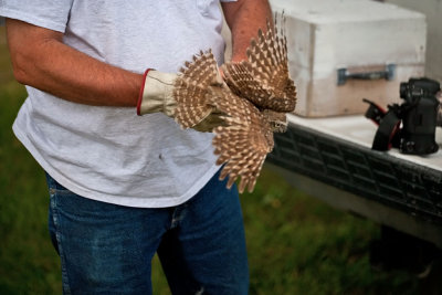 0949 Raptor release