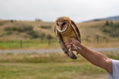 0966 Raptor release