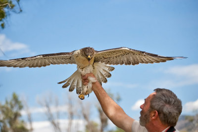 0987 Raptor release