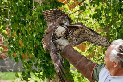 1032 Raptor release