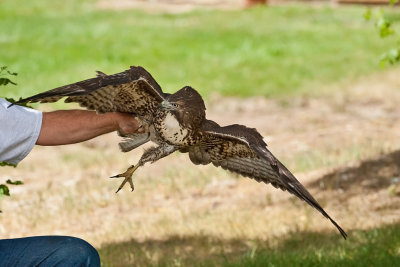 1038 Raptor release