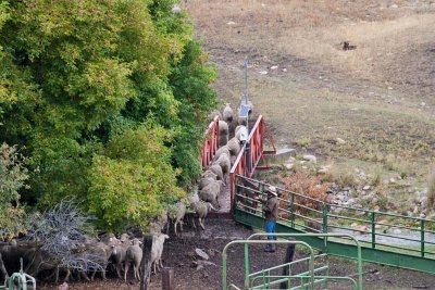 1229 counting sheep.jpg