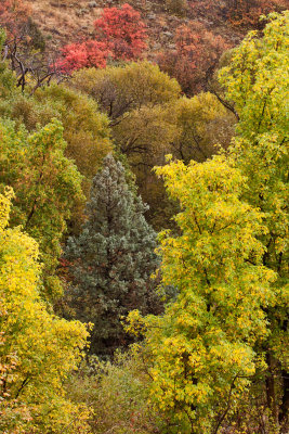 1232 chasing colors.jpg