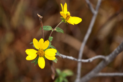 1235 chasing colors yellow flower.jpg
