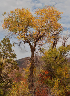 Foliage September 2015