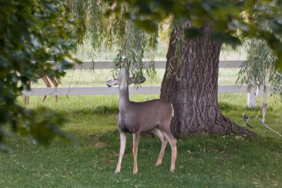 1263 Deer willow tree.jpg