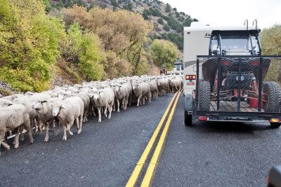 1375 sheep drive.jpg